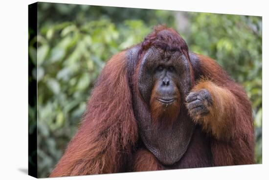 Reintroduced Flanged Male Orangutan (Pongo Pygmaeus), Indonesia-Michael Nolan-Stretched Canvas