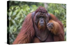 Reintroduced Flanged Male Orangutan (Pongo Pygmaeus), Indonesia-Michael Nolan-Stretched Canvas