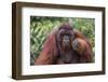 Reintroduced Flanged Male Orangutan (Pongo Pygmaeus), Indonesia-Michael Nolan-Framed Premium Photographic Print
