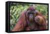 Reintroduced Flanged Male Orangutan (Pongo Pygmaeus), Indonesia-Michael Nolan-Framed Stretched Canvas