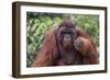 Reintroduced Flanged Male Orangutan (Pongo Pygmaeus), Indonesia-Michael Nolan-Framed Photographic Print