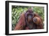 Reintroduced Flanged Male Orangutan (Pongo Pygmaeus), Indonesia-Michael Nolan-Framed Photographic Print