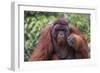 Reintroduced Flanged Male Orangutan (Pongo Pygmaeus), Indonesia-Michael Nolan-Framed Photographic Print