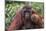 Reintroduced Flanged Male Orangutan (Pongo Pygmaeus), Indonesia-Michael Nolan-Mounted Photographic Print