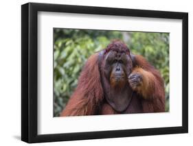 Reintroduced Flanged Male Orangutan (Pongo Pygmaeus), Indonesia-Michael Nolan-Framed Photographic Print