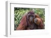 Reintroduced Flanged Male Orangutan (Pongo Pygmaeus), Indonesia-Michael Nolan-Framed Photographic Print