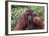 Reintroduced Flanged Male Orangutan (Pongo Pygmaeus), Indonesia-Michael Nolan-Framed Photographic Print