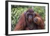 Reintroduced Flanged Male Orangutan (Pongo Pygmaeus), Indonesia-Michael Nolan-Framed Photographic Print