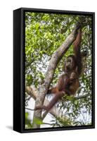 Reintroduced Mother and Infant Orangutan in Tree in Tanjung Puting National Park, Indonesia-Michael Nolan-Framed Stretched Canvas
