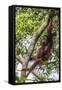 Reintroduced Mother and Infant Orangutan in Tree in Tanjung Puting National Park, Indonesia-Michael Nolan-Framed Stretched Canvas