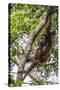Reintroduced Mother and Infant Orangutan in Tree in Tanjung Puting National Park, Indonesia-Michael Nolan-Stretched Canvas