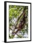 Reintroduced Mother and Infant Orangutan in Tree in Tanjung Puting National Park, Indonesia-Michael Nolan-Framed Photographic Print