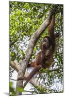 Reintroduced Mother and Infant Orangutan in Tree in Tanjung Puting National Park, Indonesia-Michael Nolan-Mounted Photographic Print