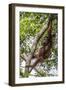 Reintroduced Mother and Infant Orangutan in Tree in Tanjung Puting National Park, Indonesia-Michael Nolan-Framed Photographic Print