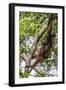 Reintroduced Mother and Infant Orangutan in Tree in Tanjung Puting National Park, Indonesia-Michael Nolan-Framed Photographic Print