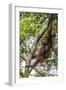 Reintroduced Mother and Infant Orangutan in Tree in Tanjung Puting National Park, Indonesia-Michael Nolan-Framed Photographic Print