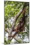 Reintroduced Mother and Infant Orangutan in Tree in Tanjung Puting National Park, Indonesia-Michael Nolan-Mounted Photographic Print