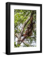 Reintroduced Mother and Infant Orangutan in Tree in Tanjung Puting National Park, Indonesia-Michael Nolan-Framed Photographic Print