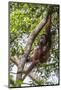 Reintroduced Mother and Infant Orangutan in Tree in Tanjung Puting National Park, Indonesia-Michael Nolan-Mounted Photographic Print