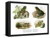 Reinwardt's Flying Frog-null-Framed Stretched Canvas