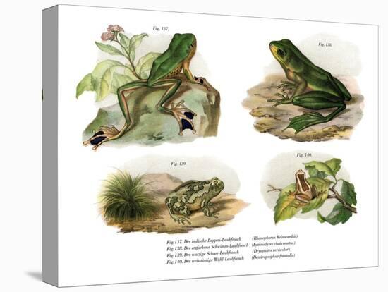 Reinwardt's Flying Frog-null-Stretched Canvas