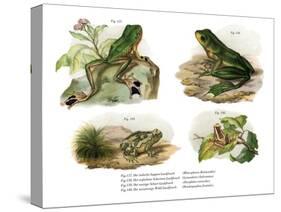 Reinwardt's Flying Frog-null-Stretched Canvas