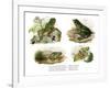 Reinwardt's Flying Frog-null-Framed Giclee Print