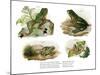 Reinwardt's Flying Frog-null-Mounted Giclee Print