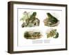 Reinwardt's Flying Frog-null-Framed Giclee Print