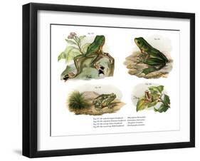 Reinwardt's Flying Frog-null-Framed Giclee Print