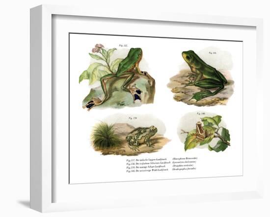 Reinwardt's Flying Frog-null-Framed Giclee Print