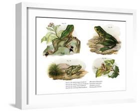 Reinwardt's Flying Frog-null-Framed Giclee Print