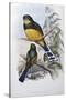 Reinwardt's Trogon-John Gould-Stretched Canvas