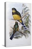 Reinwardt's Trogon-John Gould-Stretched Canvas