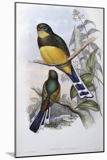 Reinwardt's Trogon-John Gould-Mounted Giclee Print