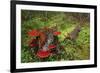 Reishi Fungus-Bjorn Svensson-Framed Photographic Print