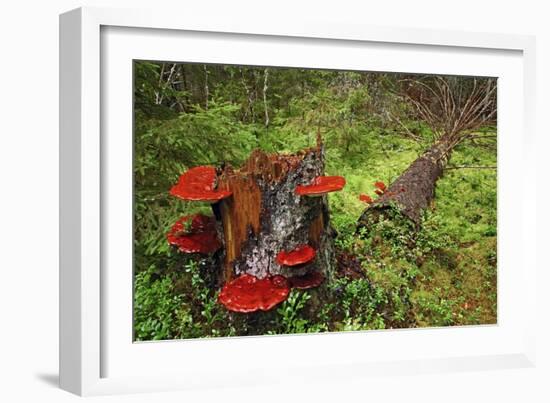 Reishi Fungus-Bjorn Svensson-Framed Photographic Print