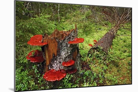 Reishi Fungus-Bjorn Svensson-Mounted Photographic Print