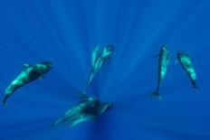 Seven Shortfin Pilot Whales Including One Baby, Canary Islands, Spain, Europe-Relanzón-Photographic Print