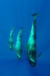 Seven Shortfin Pilot Whales Including One Baby, Canary Islands, Spain, Europe-Relanzón-Photographic Print