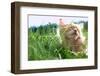 Relax Kitten on Green Grass-Chepko Danil Vitalevich-Framed Photographic Print