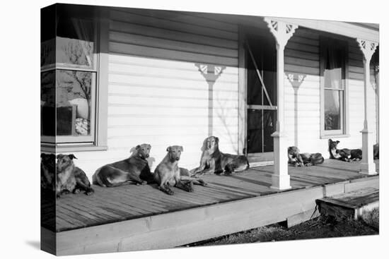 Relaxed Dogs Lounge on a Farmhouse Porch, Ca. 1905-null-Stretched Canvas