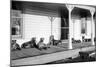 Relaxed Dogs Lounge on a Farmhouse Porch, Ca. 1905-null-Mounted Photographic Print