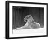 Relaxed Leopard-null-Framed Photographic Print