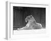 Relaxed Leopard-null-Framed Photographic Print