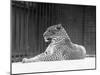 Relaxed Leopard-null-Mounted Photographic Print