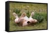 Relaxed Lioness at Etosha National Park-Circumnavigation-Framed Stretched Canvas