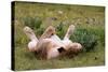 Relaxed Lioness at Etosha National Park-Circumnavigation-Stretched Canvas