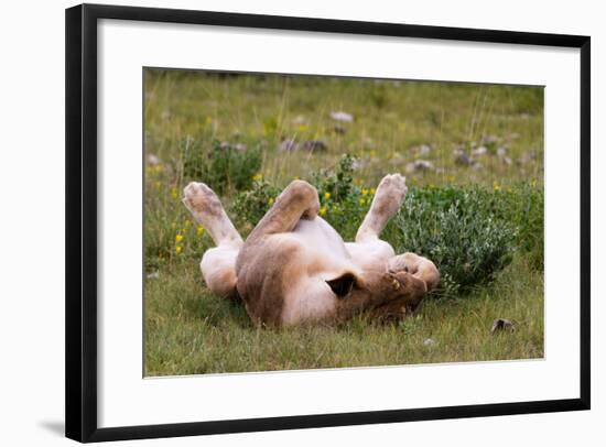 Relaxed Lioness at Etosha National Park-Circumnavigation-Framed Photographic Print