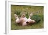 Relaxed Lioness at Etosha National Park-Circumnavigation-Framed Photographic Print